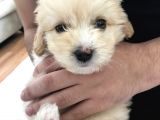 Tertemiz Maltipoo