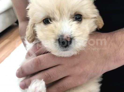 Tertemiz Maltipoo görsel