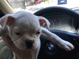 Orjinal Fransız Bulldog Yavruları