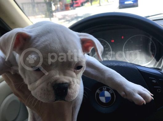 Orjinal Fransız Bulldog Yavruları