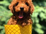 Red Brown Di̇şi̇ Toy Poodle Bebeği̇mi̇z