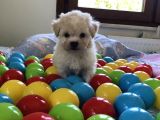 Tatli Maltes Terri̇er
