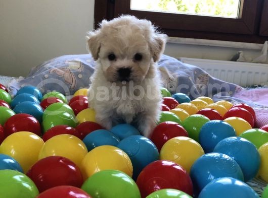 Tatli Maltes Terri̇er görsel