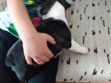 Orjinal Fransız Bulldog Yavruları