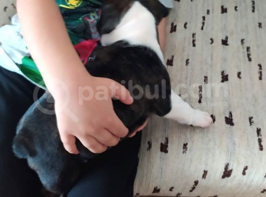 Orjinal Fransız Bulldog Yavruları görsel