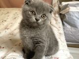 Scottish Fold 2 Aylık