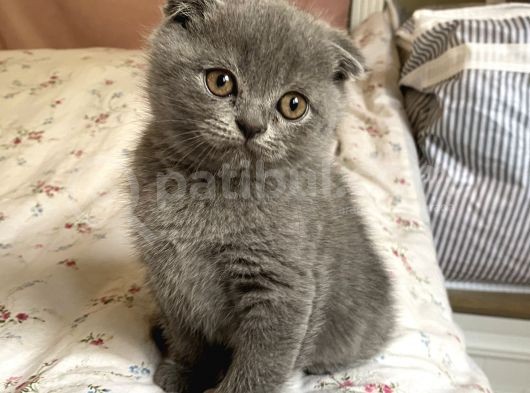 Scottish Fold 2 Aylık