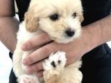 Tertemiz Maltipoo
