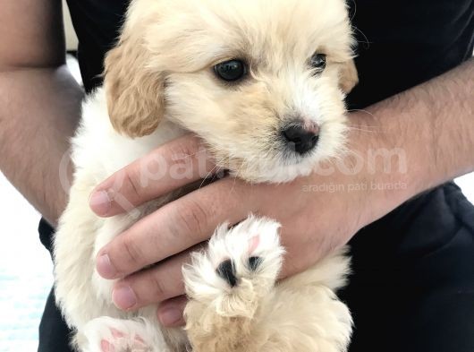 Tertemiz Maltipoo