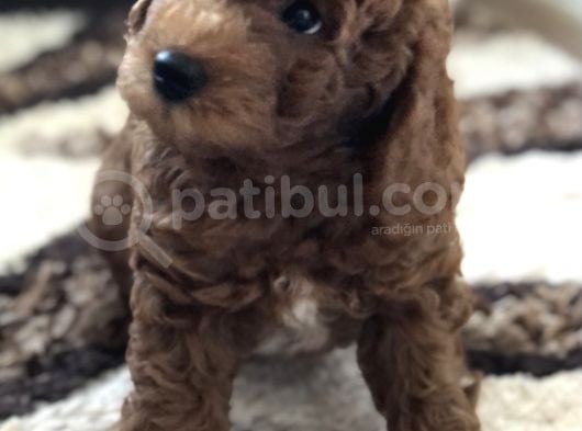 Bebek Surat Toy Poodle görsel