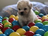 Tatli Maltes Terri̇er