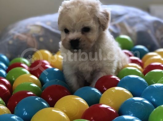 Tatli Maltes Terri̇er görsel