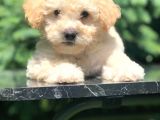 Apri̇cot Toy Poodle Bebeği̇mi̇z