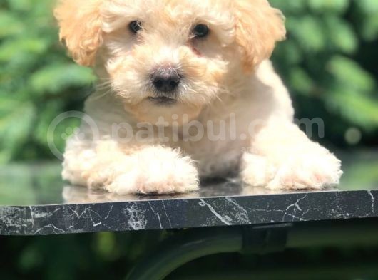 Apri̇cot Toy Poodle Bebeği̇mi̇z