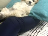 Tertemiz Maltipoo