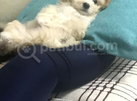 Tertemiz Maltipoo görsel