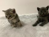 British Kedi Yavruları