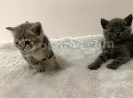 British Kedi Yavruları