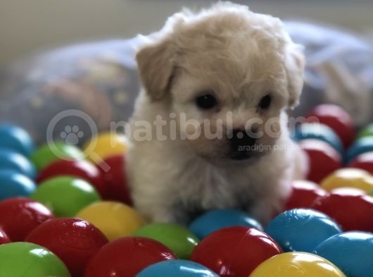 Tatli Maltes Terri̇er görsel