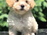 Apri̇cot Toy Poodle Bebeği̇mi̇z