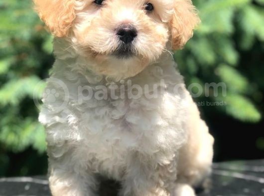 Apri̇cot Toy Poodle Bebeği̇mi̇z görsel