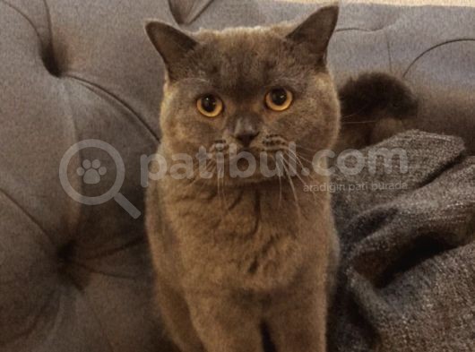 Tom’a Aile görsel