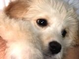 Tertemiz Maltipoo