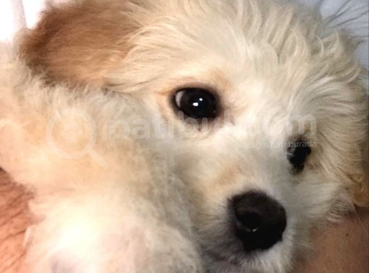 Tertemiz Maltipoo görsel