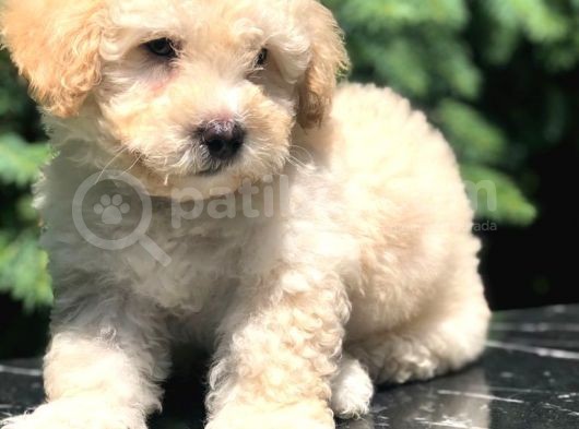 Apri̇cot Toy Poodle Bebeği̇mi̇z görsel