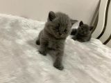 British Kedi Yavruları