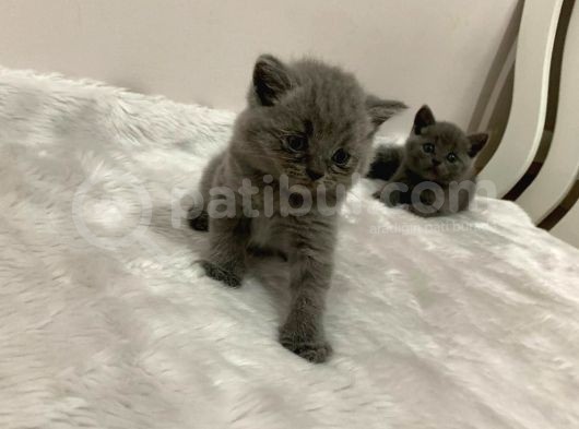 British Kedi Yavruları görsel