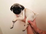 -2 Aylik Safkan Pug Mops-