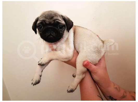 -2 Aylik Safkan Pug Mops- görsel