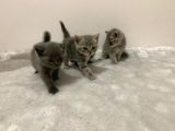British Kedi Yavruları