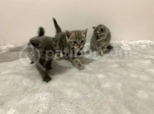 British Kedi Yavruları görsel