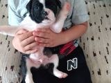 Orjinal Fransız Bulldog Yavruları