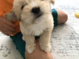 Tertemiz Maltipoo