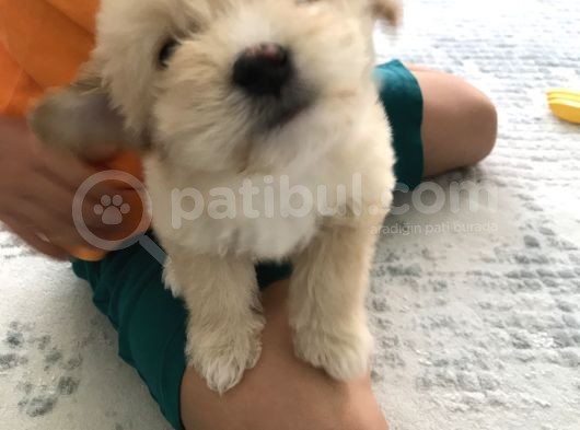 Tertemiz Maltipoo görsel