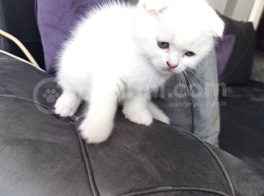 38  Günlük Mama Ve Tuvalet Eğitimi Var Anne Karnından görsel