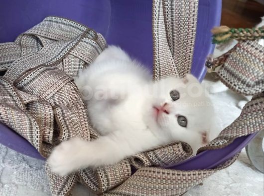 38  Günlük Mama Ve Tuvalet Eğitimi Var Anne Karnından görsel
