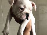 Orjinal Fransız Bulldog Yavruları