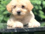 Apri̇cot Toy Poodle Bebeği̇mi̇z