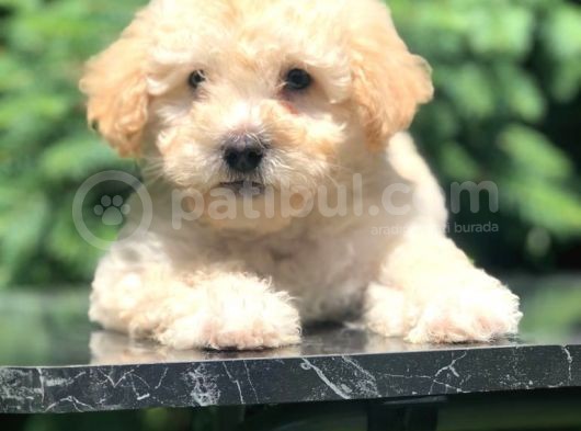 Apri̇cot Toy Poodle Bebeği̇mi̇z görsel