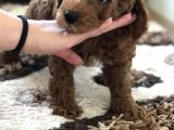 Bebek Surat Toy Poodle