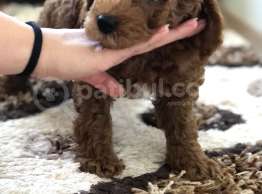 Bebek Surat Toy Poodle