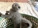 Scottish Fold 2 Aylık
