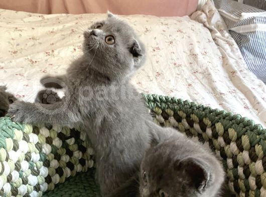Scottish Fold 2 Aylık görsel