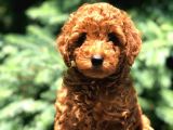 Red Brown Di̇şi̇ Toy Poodle Bebeği̇mi̇z