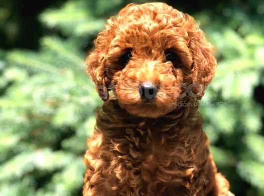 Red Brown Di̇şi̇ Toy Poodle Bebeği̇mi̇z görsel