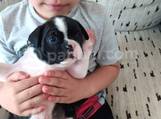 Orjinal Fransız Bulldog Yavruları görsel